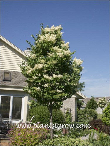 (Mid June)